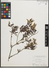 Foto von Salix purpurea L.